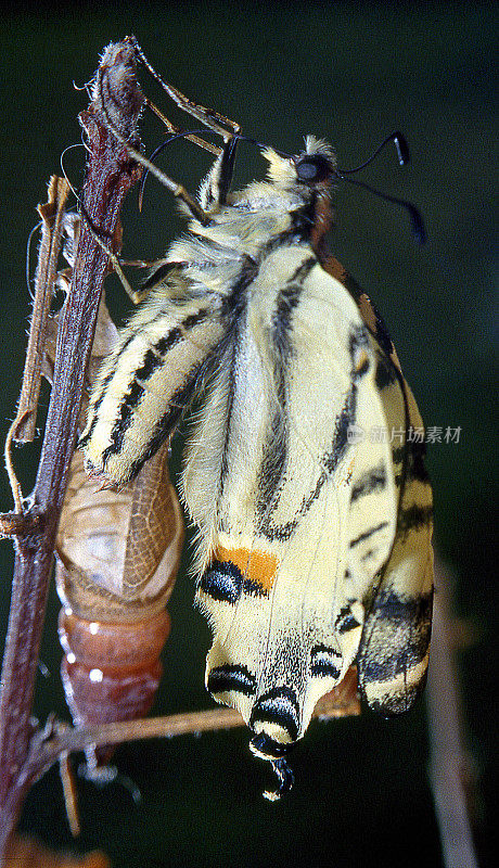 燕尾蝶(Iphiclides podalirius)